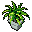 potted fern in a stone pot