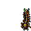 centipede