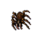 tarantula